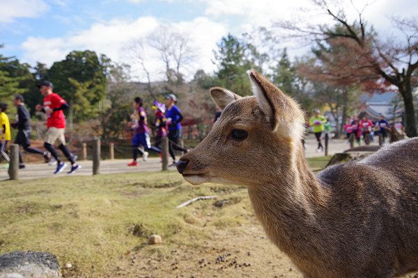 世界遺産の社寺やのどかな風景！ 「奈良マラソン2025」エントリー受付中