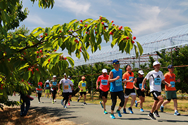 ルビー色に輝く美味しいさくらんぼと温かなおもてなし！「果樹王国ひがしねさくらんぼマラソン」