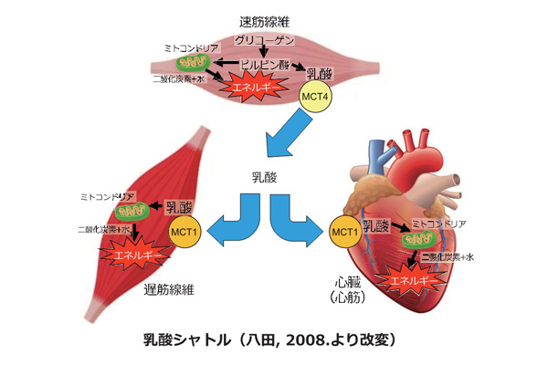 【学問の道はRUNに通ず】科学で解説！　世界で戦うトレーニング「ファルトレク」 