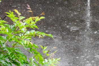 みんなどうしてる？　夏のトレーニング 04 夏の雨、あなたは走る？　それとも走らない？