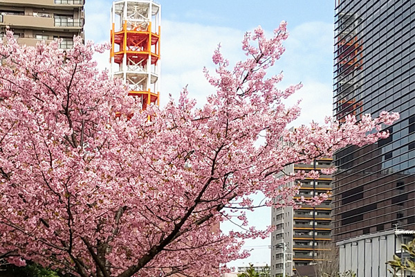 「春、みーつけた」ウォーク開催中！　見つけた春を、写真や川柳で投稿すると抽選でプレゼントが！